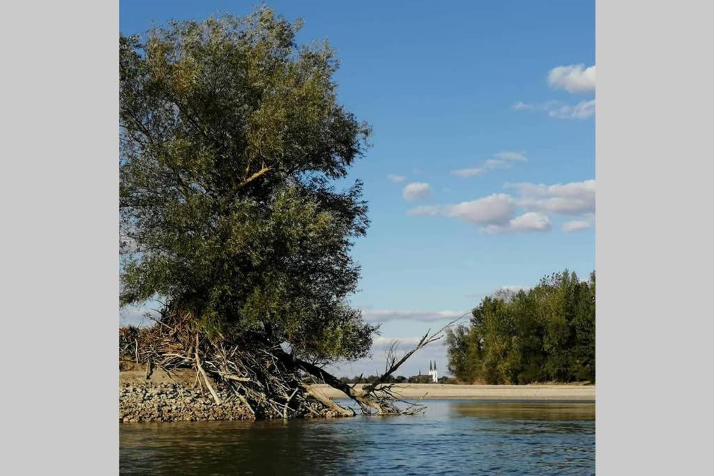Danube Fairy Villa Futog Dış mekan fotoğraf
